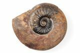 Iron Replaced Ammonite Fossil - Boulemane, Morocco #196577-1